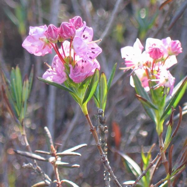 Boreal Forest Shrubs – Pale Bog Laurel – Kalmi polifolia Boreal Forest Shrubs - Pale Bog Laurel - Kalmi polifolia