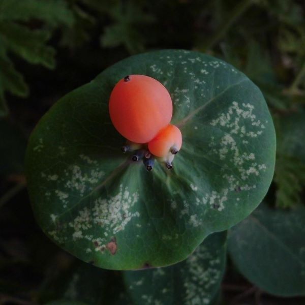 Boreal Forest Shrubs – Perfoliate Honeysuckle – Lonicera-caprifolium Boreal Forest Shrubs - Perfoliate Honeysuckle - Lonicera-caprifolium