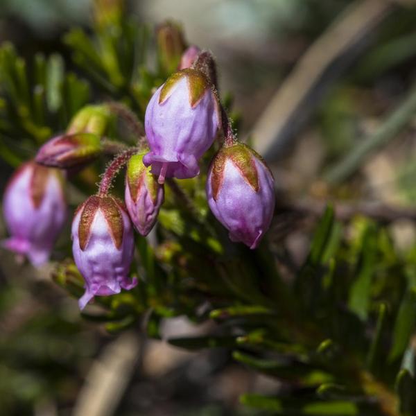 Boreal Forest Shrubs – Pink_Mountain_Heather-Phyllodoce empetriformis Boreal Forest Shrubs - Pink_Mountain_Heather-Phyllodoce empetriformis