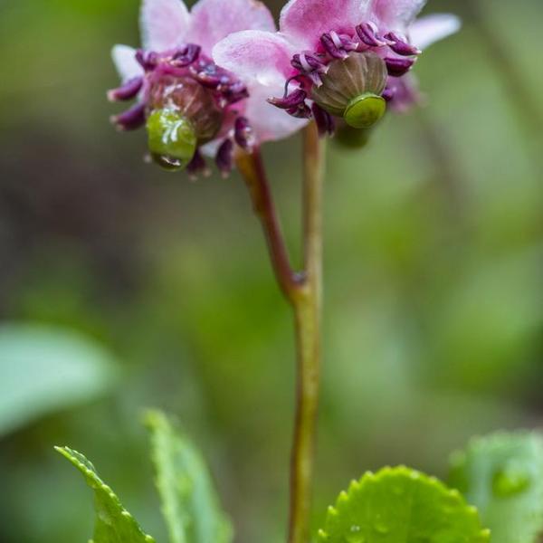 Boreal Forest Shrubs – Pipsissewa-Chimaphila_umbellata Boreal Forest Shrubs - Pipsissewa-Chimaphila_umbellata