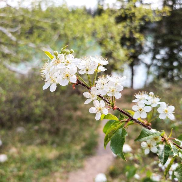 Boreal Forest Shrubs – Prunus Pensylvanica – Fire Cherry Boreal Forest Shrubs - Prunus Pensylvanica - Fire Cherry