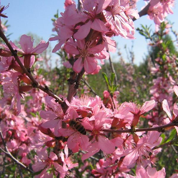 Boreal Forest Shrubs – Prunus tenella – Russian Almond Boreal Forest Shrubs - Prunus tenella - Russian Almond