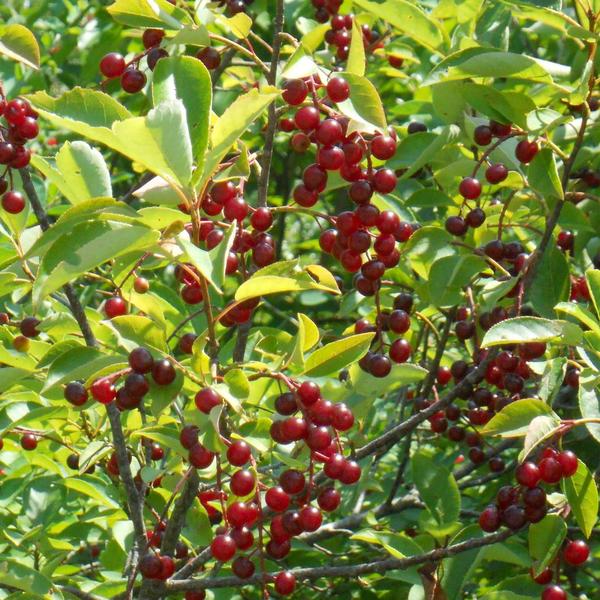 Boreal Forest Shrubs – Prunus virginiana – Chokecherry Boreal Forest Shrubs - Prunus virginiana - Chokecherry