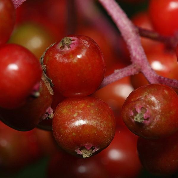Boreal Forest Shrubs – Red Elderberry – Sambucus Racemosa Boreal Forest Shrubs - Red Elderberry - Sambucus Racemosa
