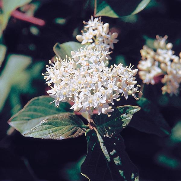 Boreal Forest Shrubs – Redosier Dogwood – Cornus sericea – Boreal Forest Shrubs - Redosier Dogwood - Cornus sericea -