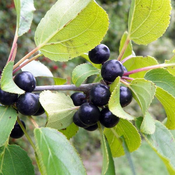 Boreal Forest Shrubs – Rhamnus cathartica – European Buckthorn Boreal Forest Shrubs - Rhamnus cathartica - European Buckthorn