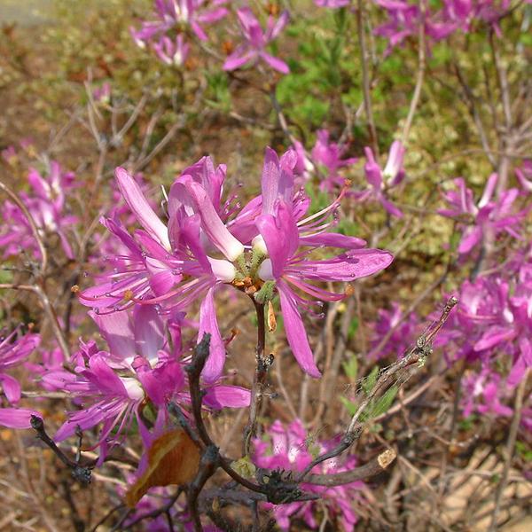 Boreal Forest Shrubs – Rhodora_Rhododendron_canadense Boreal Forest Shrubs - Rhodora_Rhododendron_canadense