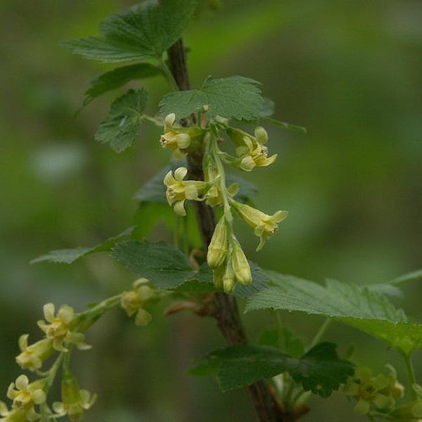 Boreal Forest Shrubs – Ribes americanum – Wild Black Currant Boreal Forest Shrubs - Ribes americanum - Wild Black Currant