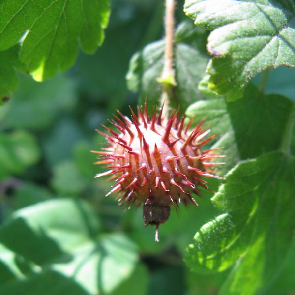 Boreal Forest Shrubs – Ribes cynobasti – Prickly Gooseberry Boreal Forest Shrubs - Ribes cynobasti - Prickly Gooseberry