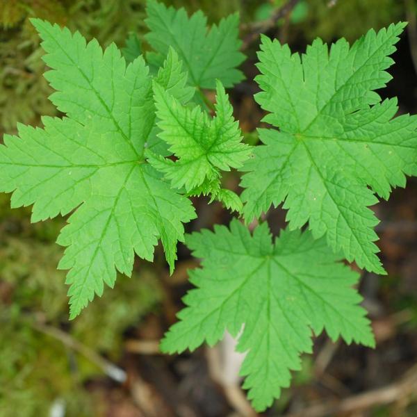 Boreal Forest Shrubs – Ribes glandulosum – Skunk Currant Boreal Forest Shrubs - Ribes glandulosum - Skunk Currant