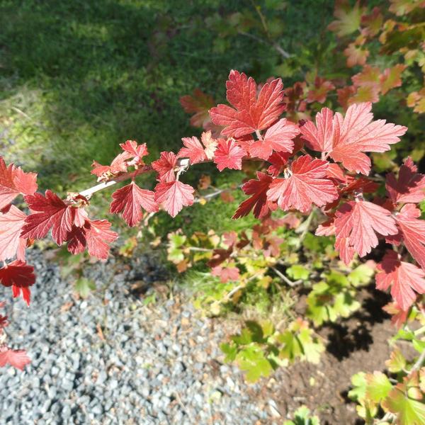 Boreal Forest Shrubs – Ribes hirtellum – American Gooseberry Boreal Forest Shrubs - Ribes hirtellum - American Gooseberry