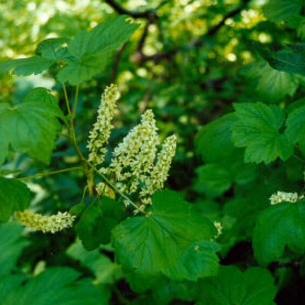 Boreal Forest Shrubs – Ribes hudsonianum – Northern Black Currant Boreal Forest Shrubs - Ribes hudsonianum - Northern Black Currant