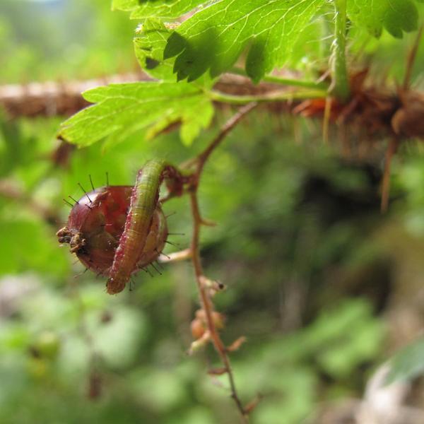 Boreal Forest Shrubs – Ribes lacustre – Prickly Black Currant Boreal Forest Shrubs - Ribes lacustre - Prickly Black Currant