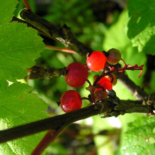 Boreal Forest Shrubs – Ribes triste – Red Currant Boreal Forest Shrubs - Ribes triste - Red Currant