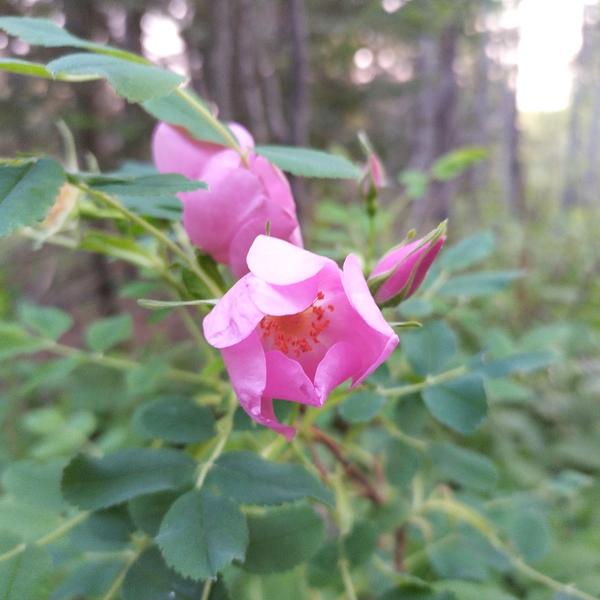 Boreal Forest Shrubs – Rosa acicularis – Prickly wild Rose Boreal Forest Shrubs - Rosa acicularis - Prickly wild Rose
