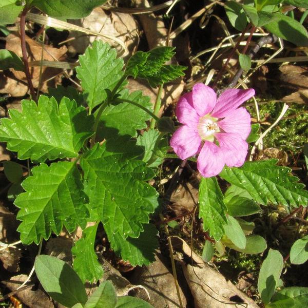 Boreal Forest Shrubs – Rubus arcticus – Stemless raspberry Boreal Forest Shrubs - Rubus arcticus - Stemless raspberry