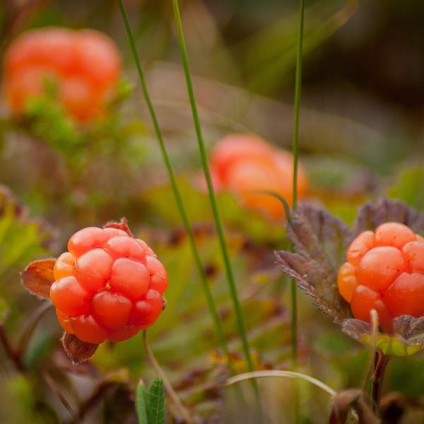 Boreal Forest Shrubs – Rubus chamaemorus – Cloudberry Boreal Forest Shrubs - Rubus chamaemorus - Cloudberry