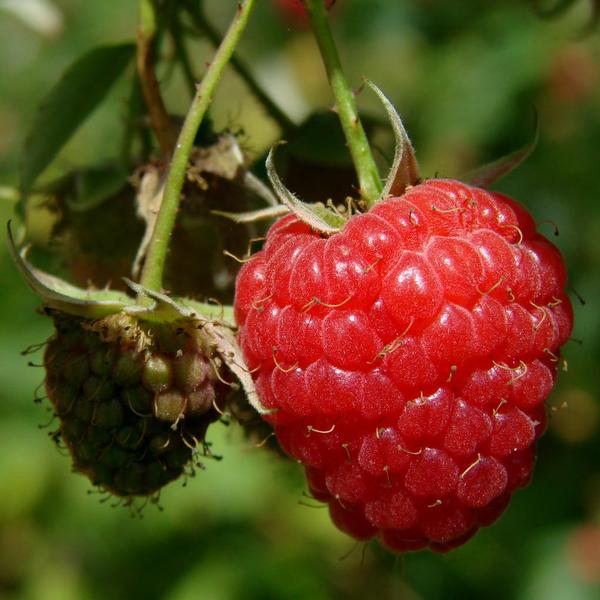 Boreal Forest Shrubs – Rubus idaeus – Wild Red Raspbery Boreal Forest Shrubs - Rubus idaeus - Wild Red Raspbery