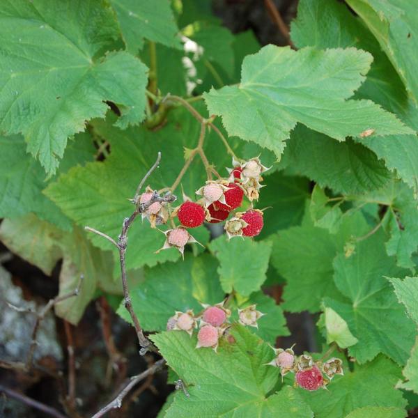 Boreal Forest Shrubs – Rubus parviflorus – Thimbleberry Boreal Forest Shrubs - Rubus parviflorus - Thimbleberry
