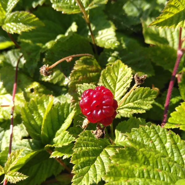 Boreal Forest Shrubs – Rubus pubescens – Dewberry Boreal Forest Shrubs - Rubus pubescens - Dewberry