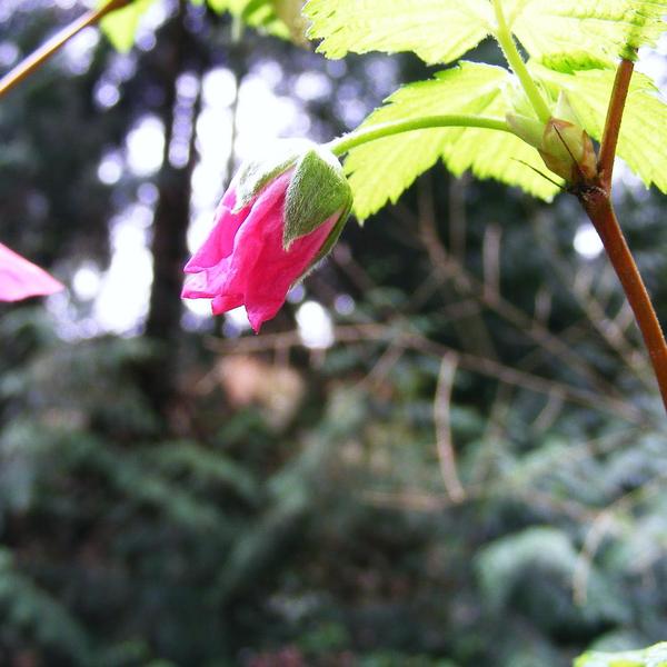 Boreal Forest Shrubs – Rubus spectabilis – Dewberry Boreal Forest Shrubs - Rubus spectabilis - Dewberry