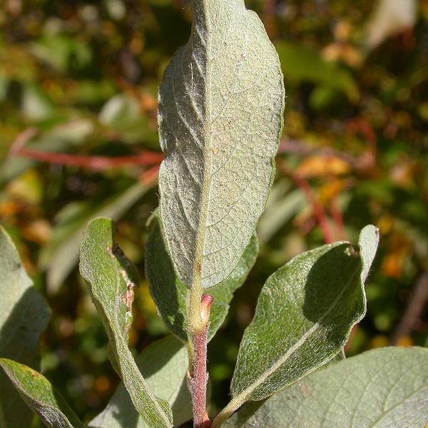 Boreal Forest Shrubs – Salix bebbiana – Beaked Willow Boreal Forest Shrubs - Salix bebbiana - Beaked Willow