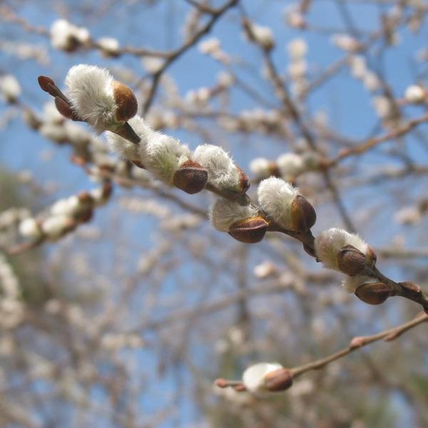 Boreal Forest Shrubs – Salix discolor – Pussy Willow Boreal Forest Shrubs - Salix discolor - Pussy Willow