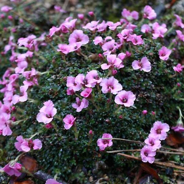 Boreal Forest Shrubs – Saxifraga oppositifolia – Mountain Saxifrage Boreal Forest Shrubs - Saxifraga oppositifolia - Mountain Saxifrage