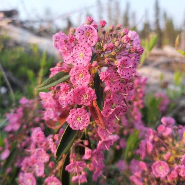 Boreal Forest Shrubs Sheep-Laurel-Kalmia-Angustifolia Boreal Forest Shrubs Sheep-Laurel-Kalmia-Angustifolia
