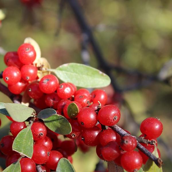 Boreal Forest Shrubs – Shepherdia canadensis – Canada Buffaloberry Boreal Forest Shrubs - Shepherdia canadensis - Canada Buffaloberry