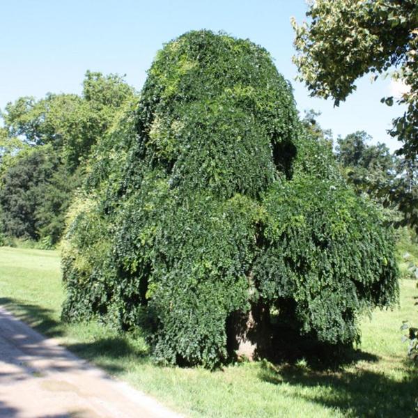 Boreal Forest Shrubs – Siberian Peashrub – Caragana arborescens Boreal Forest Shrubs - Siberian Peashrub - Caragana arborescens
