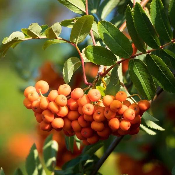 Boreal Forest Shrubs – Sorbus americana- Moutain Ash Boreal Forest Shrubs - Sorbus americana- Moutain Ash