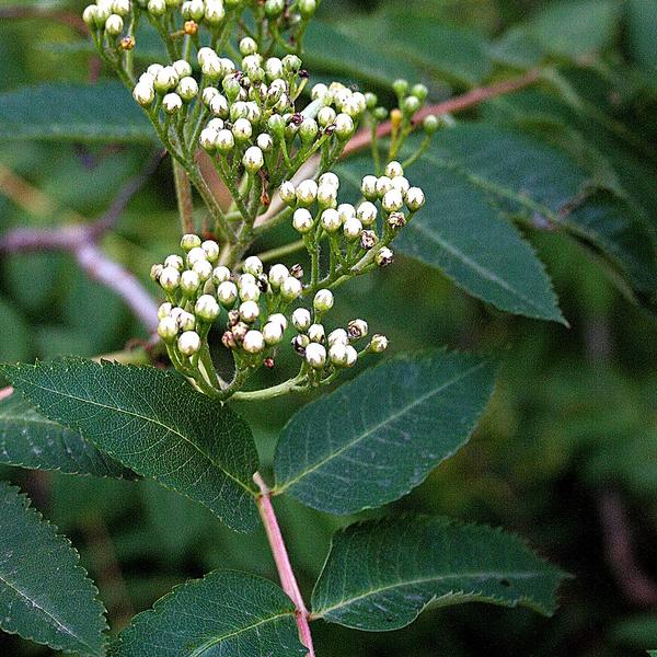 Boreal Forest Shrubs – Sorbus decora – Showy Moutain Ash Boreal Forest Shrubs - Sorbus decora - Showy Moutain Ash