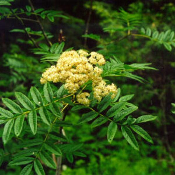 Boreal Forest Shrubs – Sorbus scopulina – Western Mountain Ash Boreal Forest Shrubs - Sorbus scopulina - Western Mountain Ash