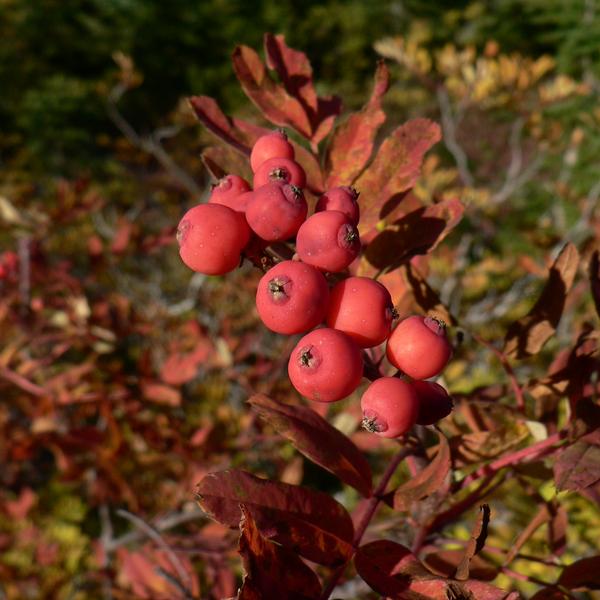 Boreal Forest Shrubs – Sorbus sitchensis – Sitka Mountain Ash Boreal Forest Shrubs - Sorbus sitchensis - Sitka Mountain Ash