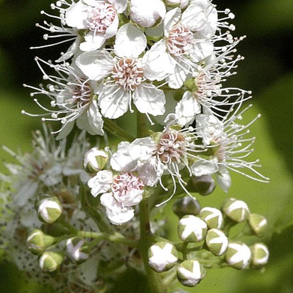 Boreal Forest Shrubs – Spiraea alba – Narrow-leaved Meadowsweet Boreal Forest Shrubs - Spiraea alba - Narrow-leaved Meadowsweet