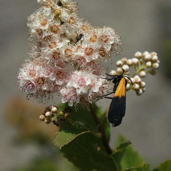 Boreal Forest Shrubs – Spiraea latifolia – Broad-leaved Meadowsweet Boreal Forest Shrubs - Spiraea latifolia - Broad-leaved Meadowsweet