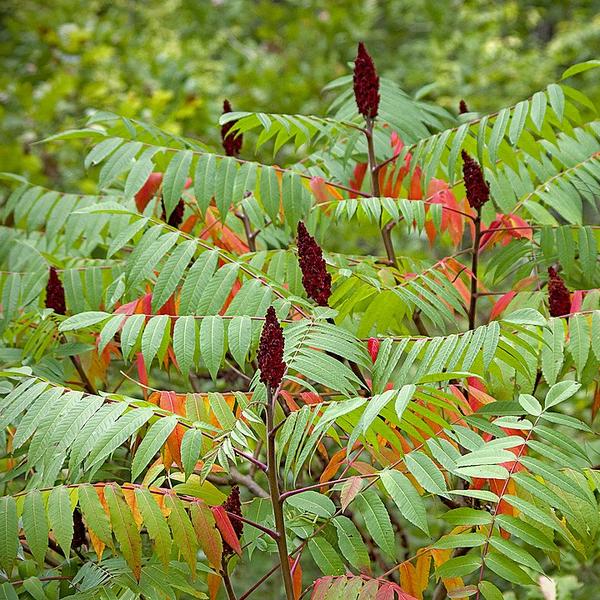Boreal Forest Shrubs – Staghorn Sumac – Rhus typhina Boreal Forest Shrubs - Staghorn Sumac - Rhus typhina