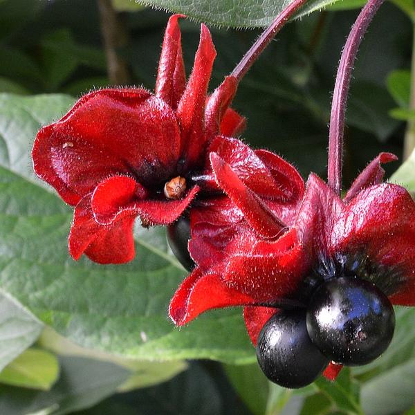 Boreal Forest Shrubs – Twinberry Honeysuckle – lonicera involucrata Boreal Forest Shrubs - Twinberry Honeysuckle - lonicera involucrata