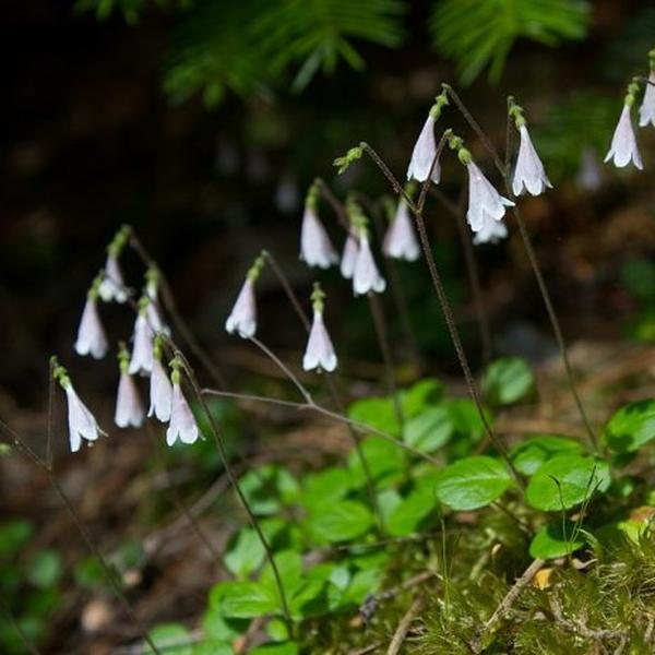 Boreal Forest Shrubs – Twinflower-Linnaea-borealis Boreal Forest Shrubs - Twinflower-Linnaea-borealis