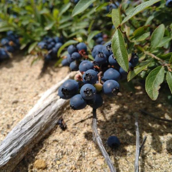 Boreal Forest Shrubs – Vaccinium angustifolium – Lowbush Blueberry Boreal Forest Shrubs - Vaccinium angustifolium - Lowbush Blueberry