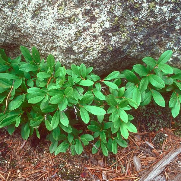 Boreal Forest Shrubs – Vaccinium caespitosum – Dwarf Billberry Boreal Forest Shrubs - Vaccinium caespitosum - Dwarf Billberry