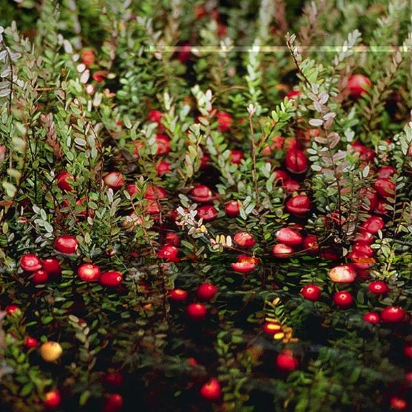 Boreal Forest Shrubs – Vaccinium macrocarpon – American Cranberry Boreal Forest Shrubs - Vaccinium macrocarpon - American Cranberry
