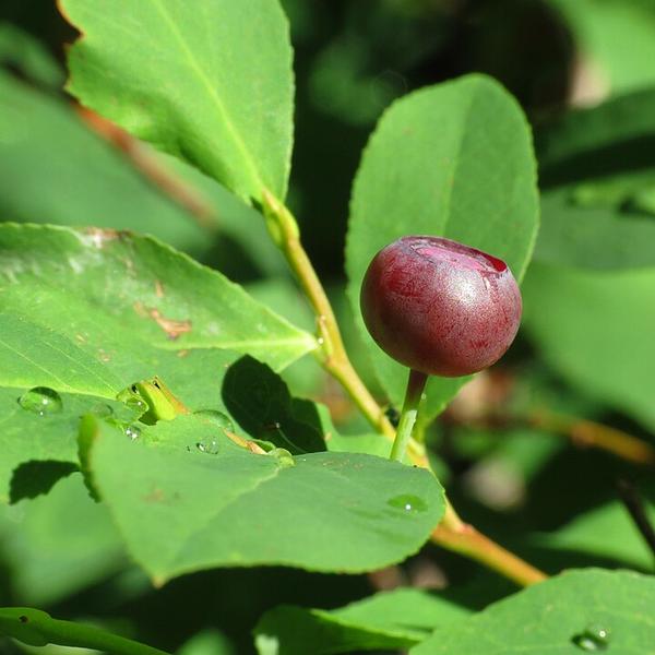 Boreal Forest Shrubs -Vaccinium membranaceum – Mountain Huckleberry Boreal Forest Shrubs -Vaccinium membranaceum - Mountain Huckleberry