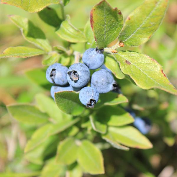 Boreal Forest Shrubs – Vaccinium myrtilloides – Canadian Blueberry Boreal Forest Shrubs - Vaccinium myrtilloides - Canadian Blueberry
