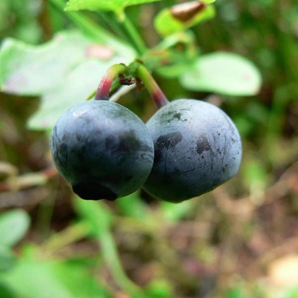 Boreal Forest Shrubs – Vaccinium myrtillus – European Blueberry Boreal Forest Shrubs - Vaccinium myrtillus - European Blueberry