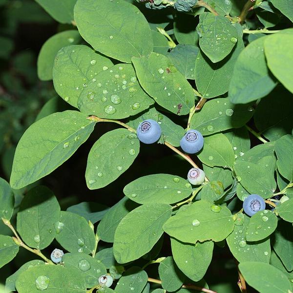 Boreal Forest Shrubs – Vaccinium ovalifolium – Alaska Blueberry Boreal Forest Shrubs - Vaccinium ovalifolium - Alaska Blueberry