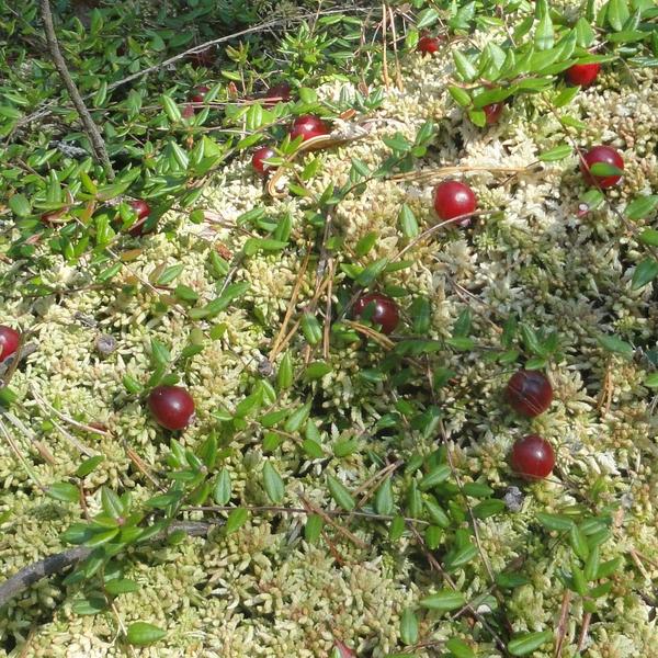 Boreal Forest Shrubs – Vaccinium oxycoccos – Bog Cranberry Boreal Forest Shrubs - Vaccinium oxycoccos - Bog Cranberry