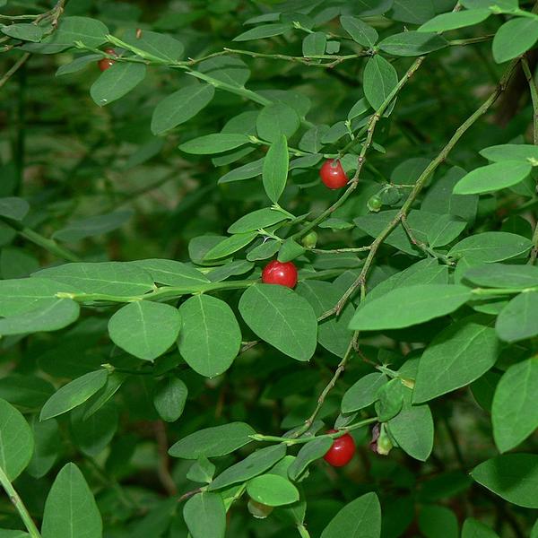 Boreal Forest Shrubs – Vaccinium parvifolium – Red Huckleberry Boreal Forest Shrubs - Vaccinium parvifolium - Red Huckleberry