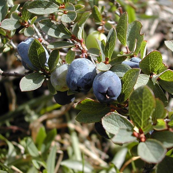 Boreal Forest Shrubs – Vaccinium uliginosum – Northern Billberry Boreal Forest Shrubs - Vaccinium uliginosum - Northern Billberry